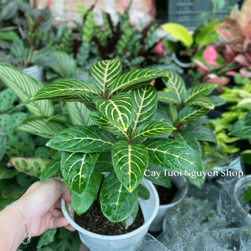 CÂY NGỰA VẰN Aphelandra Nees, (cao 20cm), cây cảnh Trong nhà, kiểng lá mini để bàn Văn phòng đẹp, GIÁ RẺ, Cây Tươi Nguyên 2