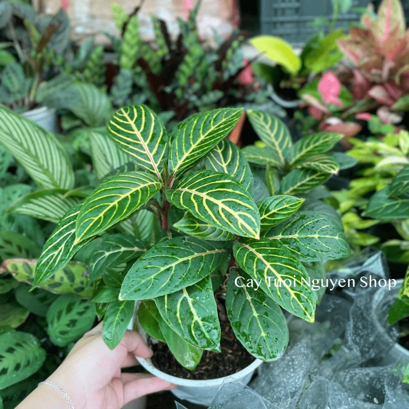CÂY NGỰA VẰN Aphelandra Nees, (cao 20cm), cây cảnh Trong nhà, kiểng lá mini để bàn Văn phòng đẹp, GIÁ RẺ, Cây Tươi Nguyên 3