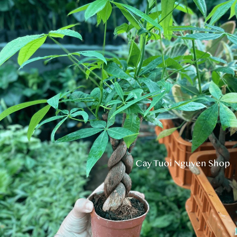 CÂY KIM NGÂN THÂN XOẮN, (cao 25cm), cây cảnh Trong nhà, kiểng lá mini để bàn Văn phòng đẹp, GIÁ RẺ, Cây Tươi Nguyên 2