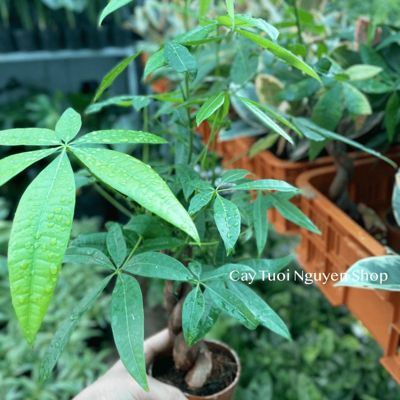 CÂY KIM NGÂN THÂN XOẮN, (cao 25cm), cây cảnh Trong nhà, kiểng lá mini để bàn Văn phòng đẹp, GIÁ RẺ, Cây Tươi Nguyên 3
