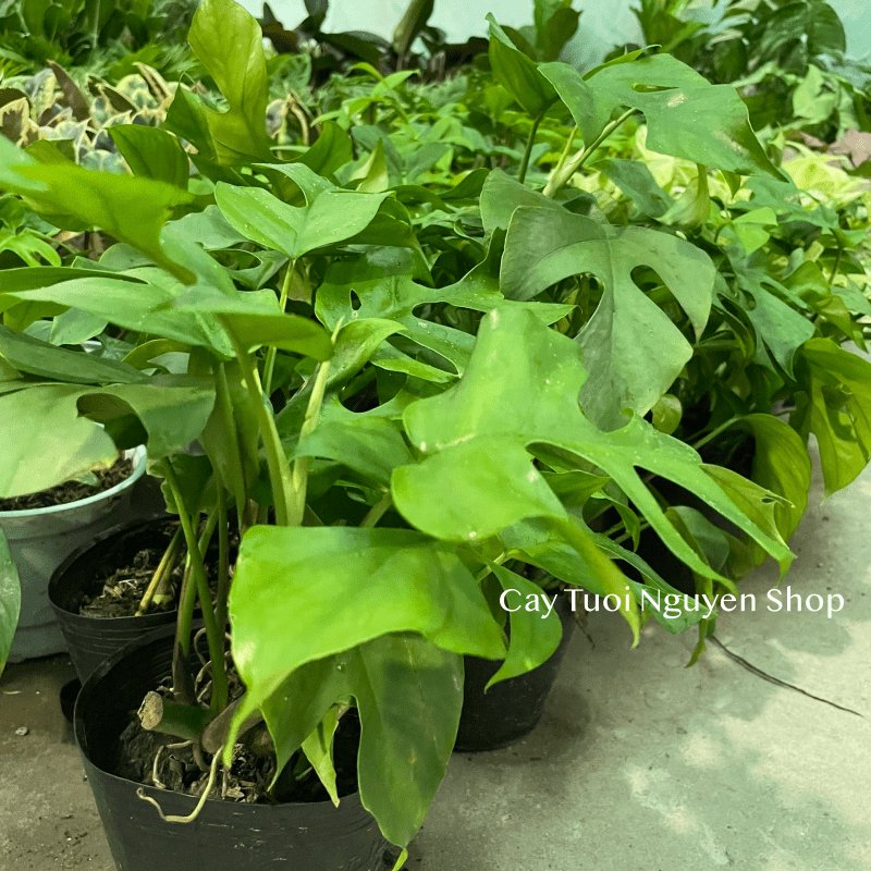 CÂY TRẦU BÀ LÁ XẺ LEO MONSTERA MINI, (cao 25cm), cây cảnh Trong nhà, kiểng lá mini để bàn đẹp, GIÁ RẺ, Cây Tươi Nguyên 3