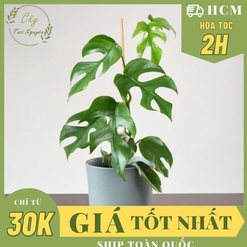 CÂY TRẦU BÀ LÁ XẺ LEO MONSTERA MINI, (cao 25cm), cây cảnh Trong nhà, kiểng lá mini để bàn đẹp, GIÁ RẺ, Cây Tươi Nguyên