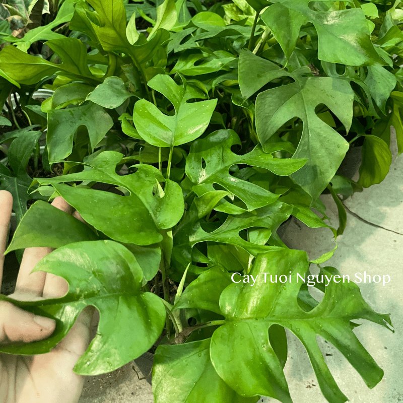 CÂY TRẦU BÀ LÁ XẺ LEO MONSTERA MINI, (cao 25cm), cây cảnh Trong nhà, kiểng lá mini để bàn đẹp, GIÁ RẺ, Cây Tươi Nguyên 2