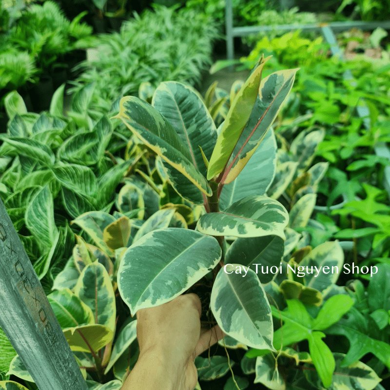 CÂY ĐA ?BÚP ĐỎ CẨM THẠCH VAR ,(cao 20cm), cây cảnh Trong nhà, kiểng lá mini để bàn đẹp, GIÁ RẺ, Cây Tươi Nguyên CTN1455 2