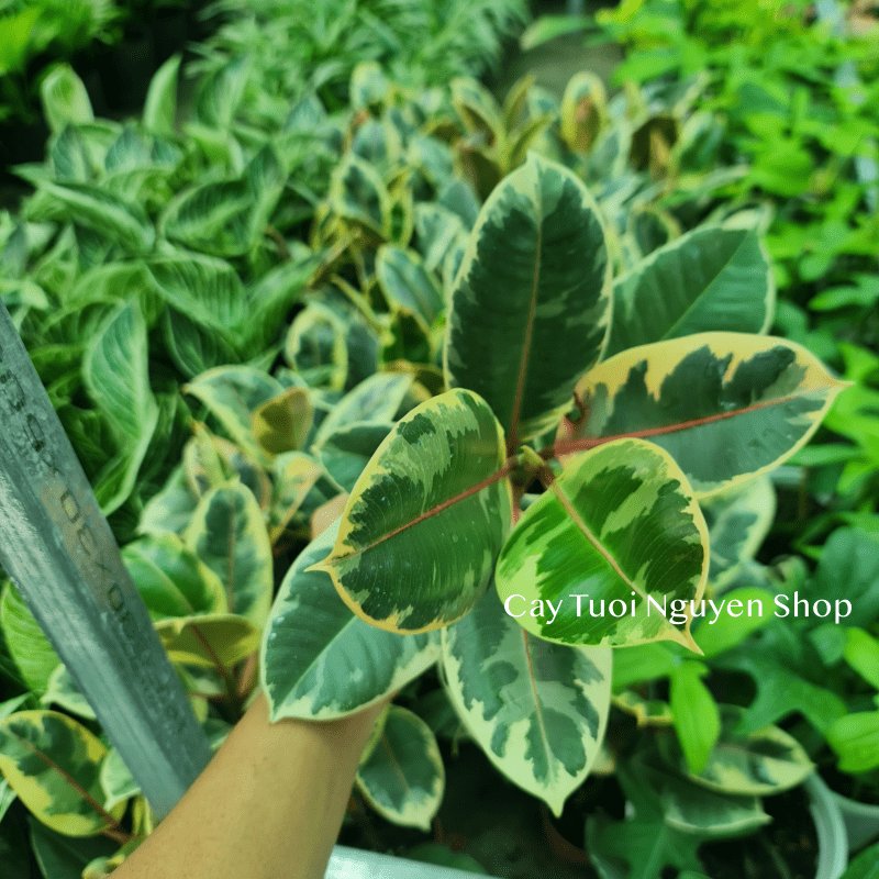 CÂY ĐA ?BÚP ĐỎ CẨM THẠCH VAR ,(cao 20cm), cây cảnh Trong nhà, kiểng lá mini để bàn đẹp, GIÁ RẺ, Cây Tươi Nguyên CTN1455 3