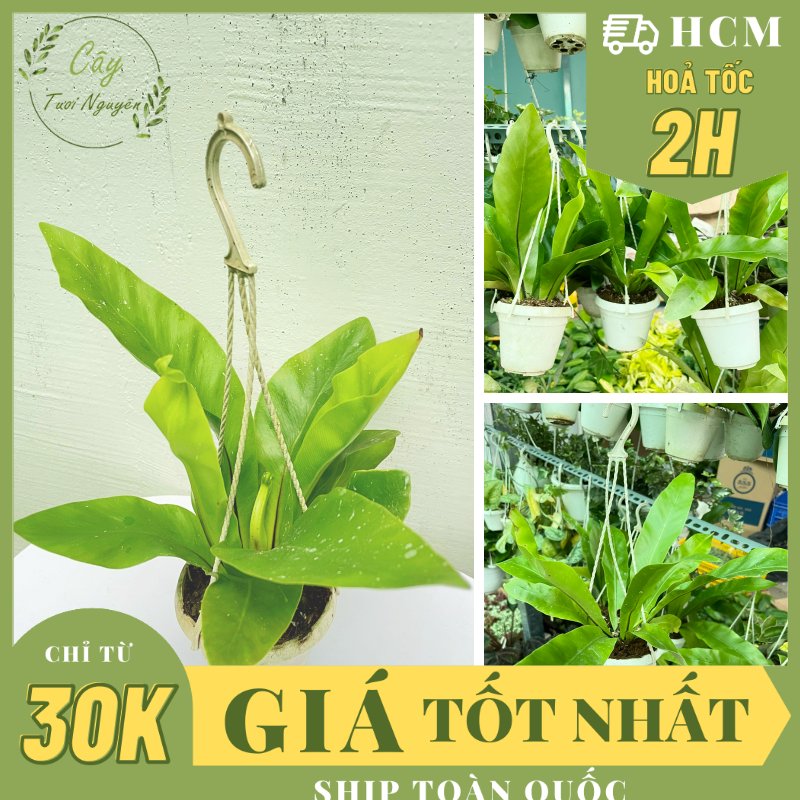 [CHẬU TREO] CÂY Ổ PHỤNG (TỔ QUẠ) mini, (cao 10cm), cây cảnh Trong nhà, kiểng lá để bàn, GIÁ RẺ, Cây Tươi Nguyên CTN1453