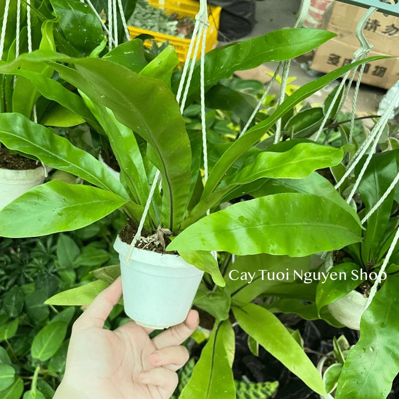 [CHẬU TREO] CÂY Ổ PHỤNG (TỔ QUẠ) mini, (cao 10cm), cây cảnh Trong nhà, kiểng lá để bàn, GIÁ RẺ, Cây Tươi Nguyên CTN1453 2