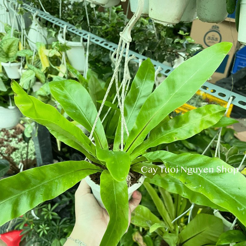 [CHẬU TREO] CÂY Ổ PHỤNG (TỔ QUẠ) mini, (cao 10cm), cây cảnh Trong nhà, kiểng lá để bàn, GIÁ RẺ, Cây Tươi Nguyên CTN1453 3