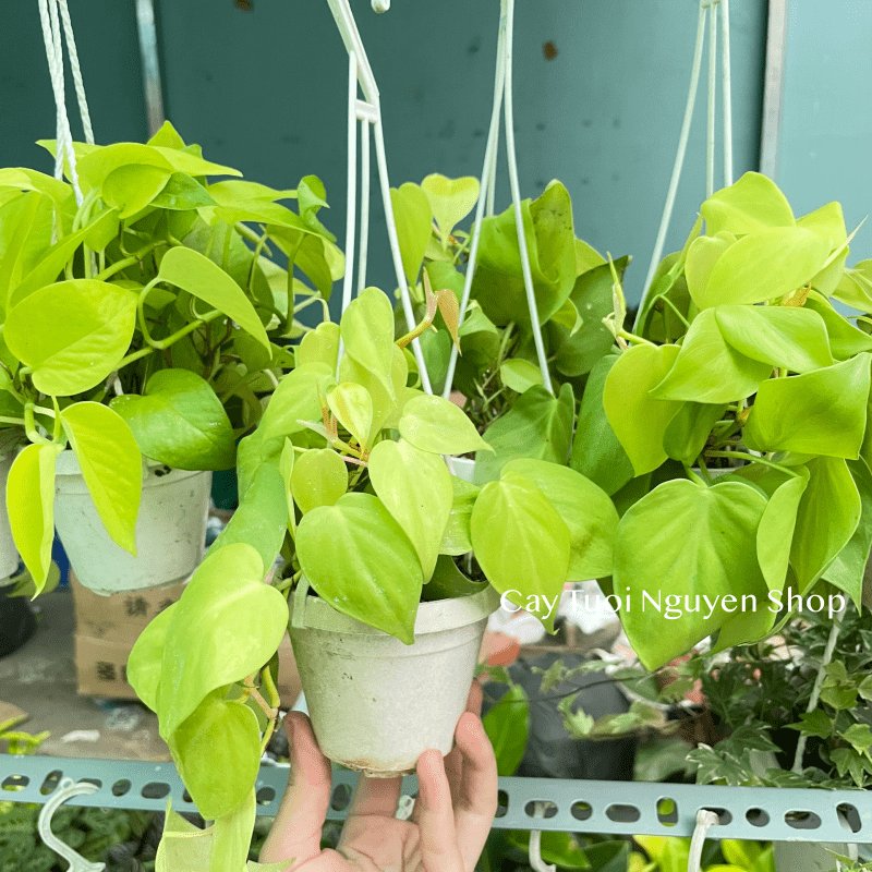 [CHẬU TREO] CÂY TRẦU BÀ LÁ TIM mini ,(cao 10cm), cây cảnh Trong nhà, kiểng lá để bàn, GIÁ RẺ, Cây Tươi Nguyên CTN1452 3