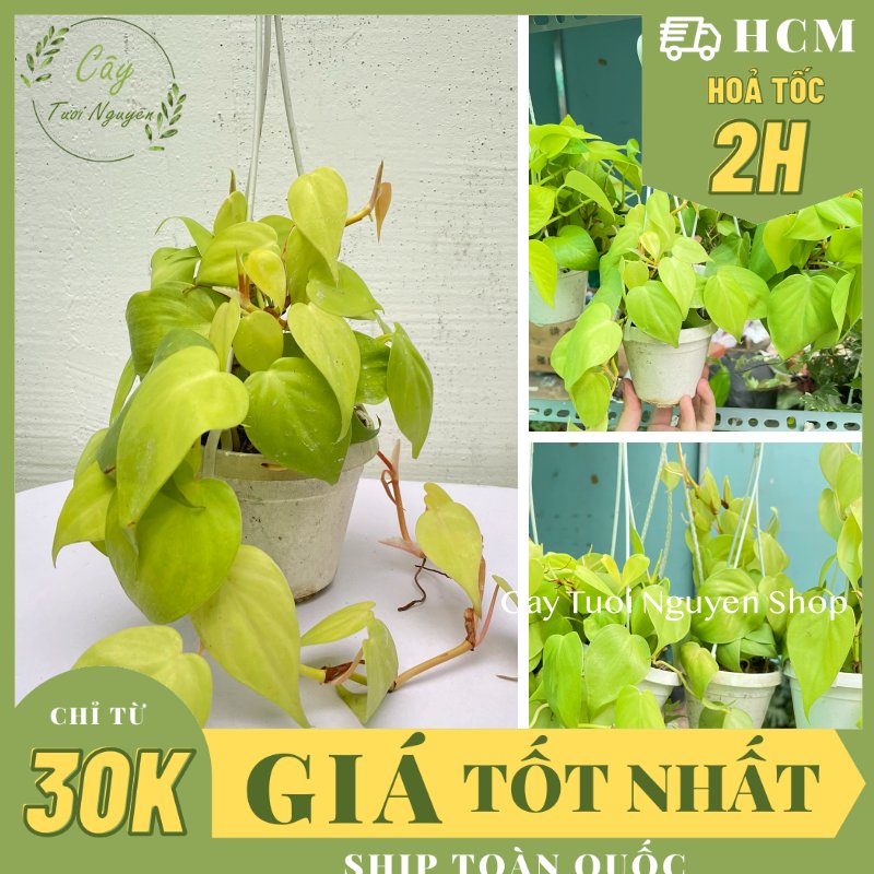 [CHẬU TREO] CÂY TRẦU BÀ LÁ TIM mini ,(cao 10cm), cây cảnh Trong nhà, kiểng lá để bàn, GIÁ RẺ, Cây Tươi Nguyên CTN1452