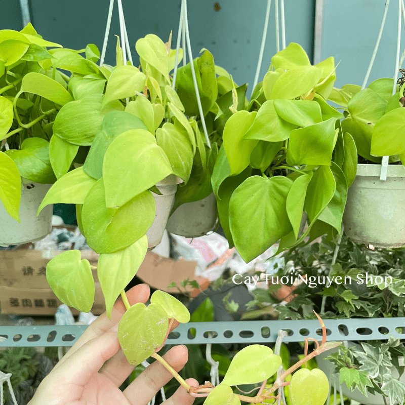 [CHẬU TREO] CÂY TRẦU BÀ LÁ TIM mini ,(cao 10cm), cây cảnh Trong nhà, kiểng lá để bàn, GIÁ RẺ, Cây Tươi Nguyên CTN1452 2