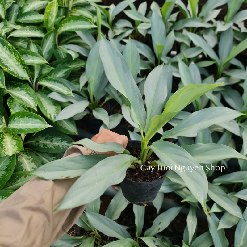 [GIỐNG MỚI] CÂY KIẾM BẠC ,(cao 20cm), cây cảnh Trong nhà, kiểng lá mini để bàn Văn phòng đẹp, GIÁ RẺ, Cây Tươi Nguyên 2