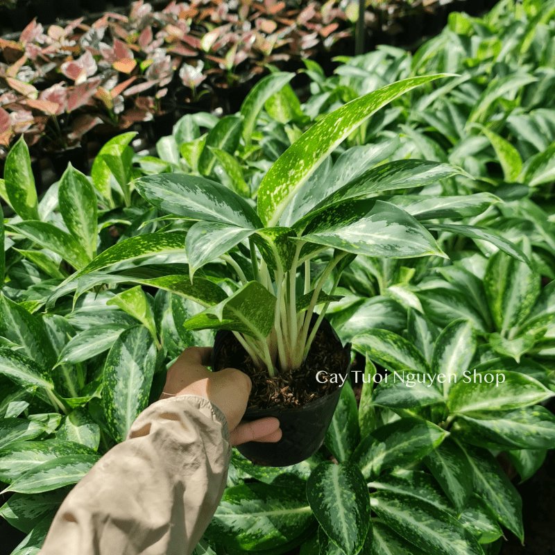 CÂY HUY HOÀNG SIZE NHỎ ĐỂ BÀN ,(cao 25cm), cây cảnh Trong nhà, kiểng lá mini để bàn Văn phòng, GIÁ RẺ, Cây Tươi Nguyên 2