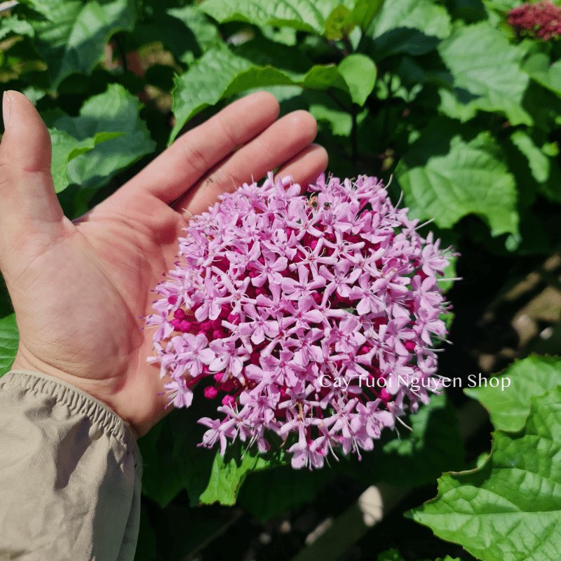 [GIỐNG MỚI] CÂY HOA TRANG THƠM hoa mùi thơm nhẹ ,(cao 35cm), Hoa giống cảnh sân vườn dễ trồng GIÁ RẺ,Cây Tươi Nguyên 2