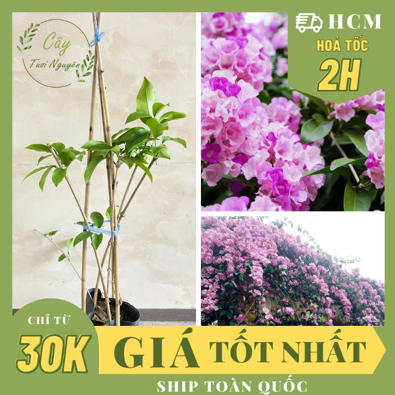 CÂY HOA LAN TỎI TÍM 3 GỐC ,(cao 30cm), leo giàn, mùi tỏi xua đuổi côn trùng, Hoa giống cảnh sân vườn, Cây Tươi Nguyên