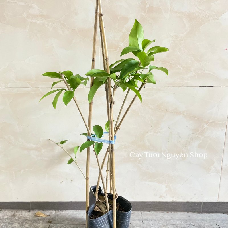 CÂY HOA LAN TỎI TÍM 3 GỐC ,(cao 30cm), leo giàn, mùi tỏi xua đuổi côn trùng, Hoa giống cảnh sân vườn, Cây Tươi Nguyên 2