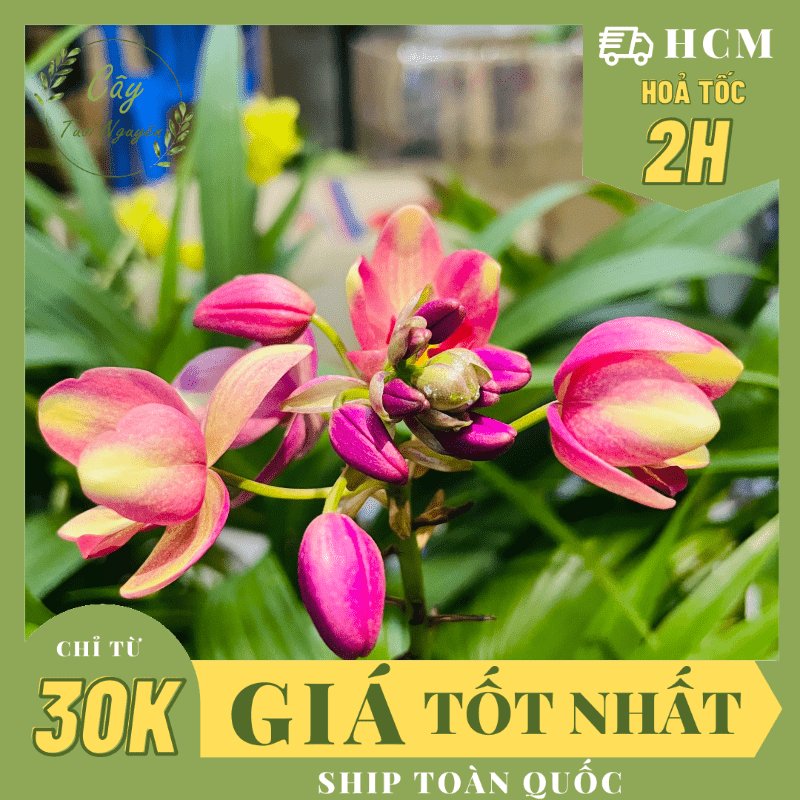 CÂY HOA ĐỊA LAN MÀU COWBOY MỚI (LAN CHI ĐINH) ,(cao 15cm), Hoa giống cảnh sân vườn, dễ trồng GIÁ RẺ, Cây Tươi Nguyên