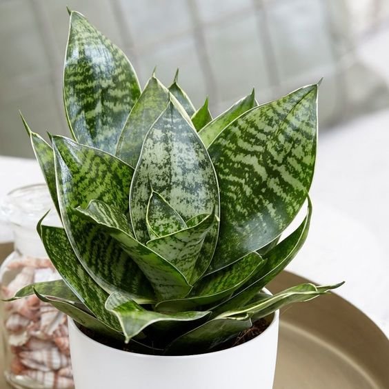 CÂY LƯỠI MÈO , (cao 20cm), cây phong thủy hút tài lộc để bàn mini GIÁ RẺ, lọc không khí, Cây Tươi Nguyên CTN0480
