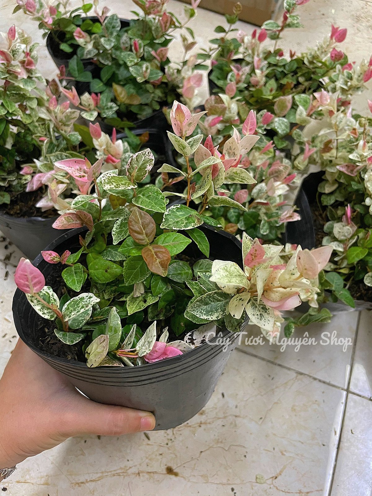 CÂY VẢY ỐC (THẰN LẰN BÒ) CẨM THẠCH, (cao 5cm), cây giống cảnh sân vườn dễ trồng GIÁ RẺ ,trang trí nhà, Cây Tươi Nguyên 2