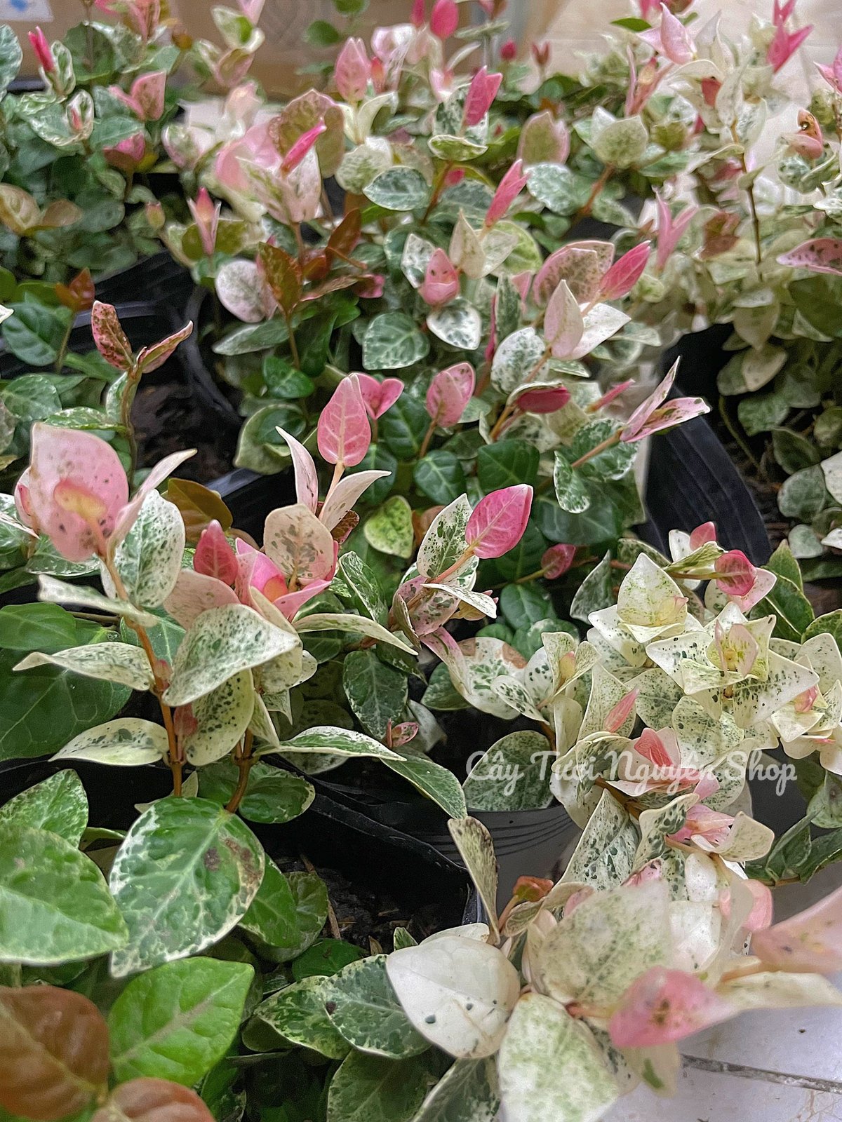 CÂY VẢY ỐC (THẰN LẰN BÒ) CẨM THẠCH, (cao 5cm), cây giống cảnh sân vườn dễ trồng GIÁ RẺ ,trang trí nhà, Cây Tươi Nguyên 3