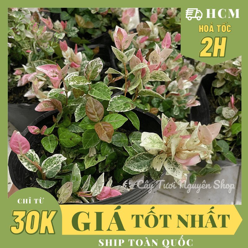 CÂY VẢY ỐC (THẰN LẰN BÒ) CẨM THẠCH, (cao 5cm), cây giống cảnh sân vườn dễ trồng GIÁ RẺ ,trang trí nhà, Cây Tươi Nguyên