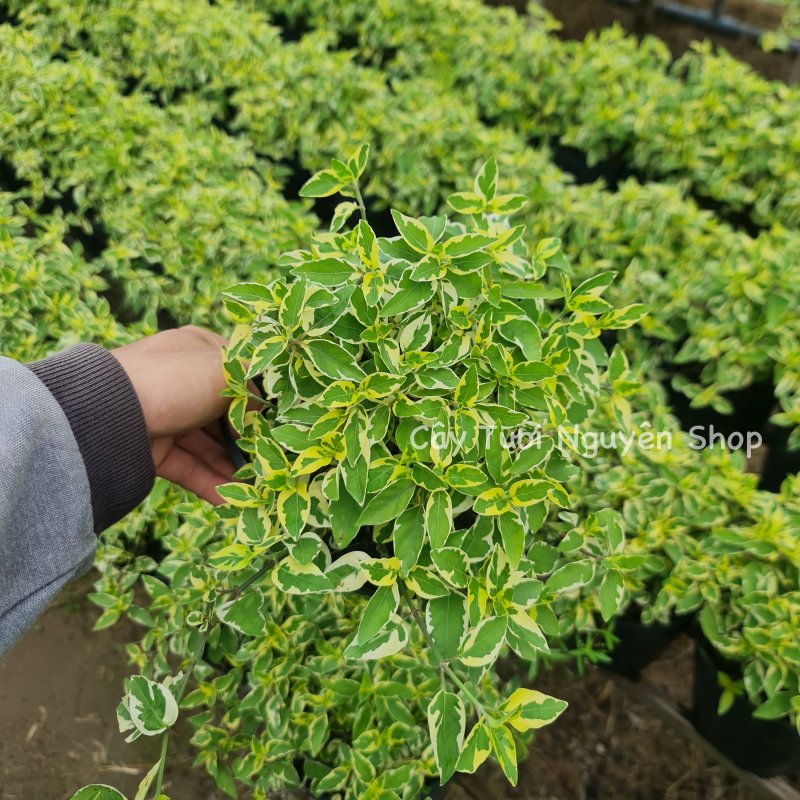 CÂY NGỌC BÍCH CẨM THẠCH ,(cao 15cm), cây cảnh trồng sân vườn, trang trí lối đi, dễ trồng GIÁ RẺ, lọc không khí, Cây Tươi Nguyên CTN1160 3