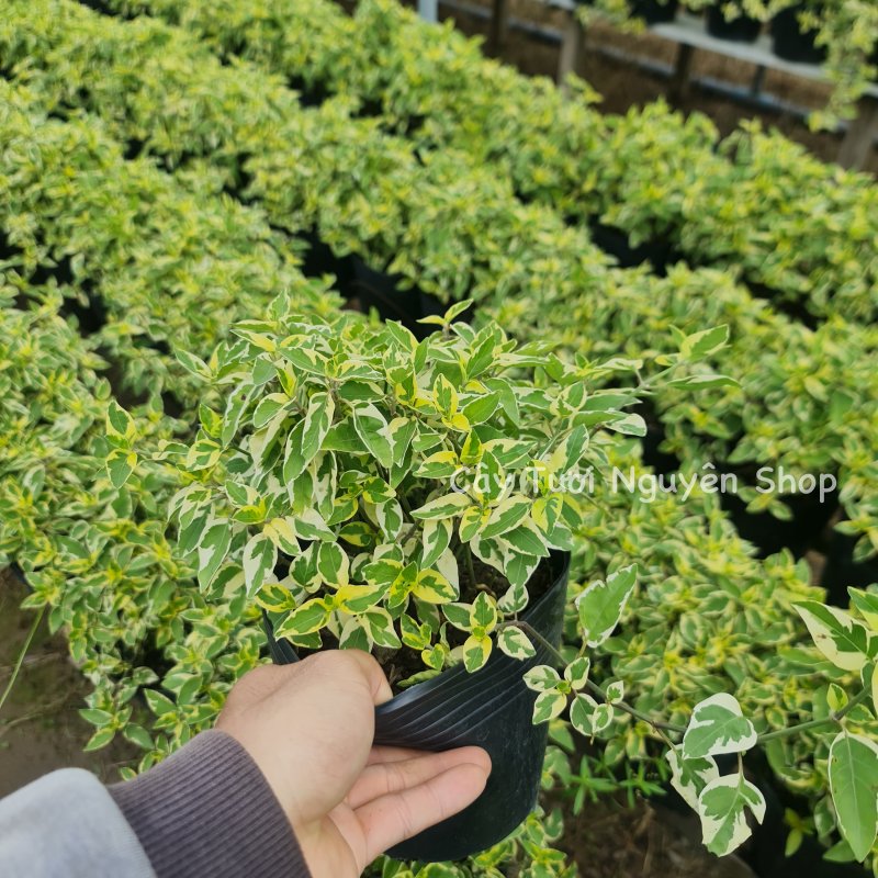 CÂY NGỌC BÍCH CẨM THẠCH ,(cao 15cm), cây cảnh trồng sân vườn, trang trí lối đi, dễ trồng GIÁ RẺ, lọc không khí, Cây Tươi Nguyên CTN1160 2