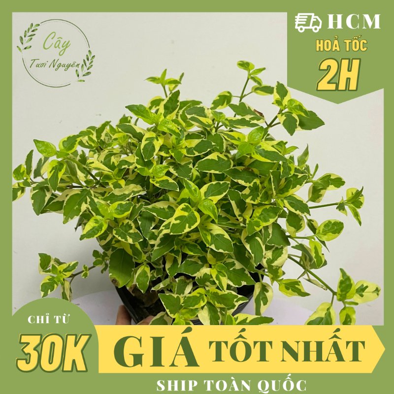 CÂY NGỌC BÍCH CẨM THẠCH ,(cao 15cm), cây cảnh trồng sân vườn, trang trí lối đi, dễ trồng GIÁ RẺ, lọc không khí, Cây Tươi Nguyên CTN1160