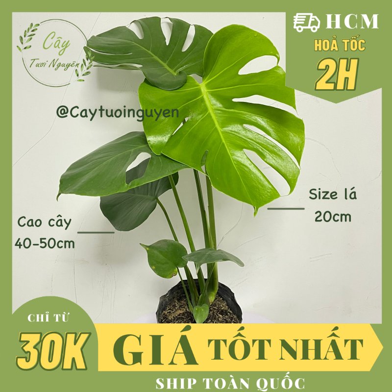 CÂY TRẦU BÀ LÁ XẺ NAM MỸ (MONSTERA) 3 Size,(cao 40-50cm), cây phong thủy hút tài lộc để bàn mini GIÁ RẺ, lọc không khí, Cây Tươi Nguyên CTN0890
