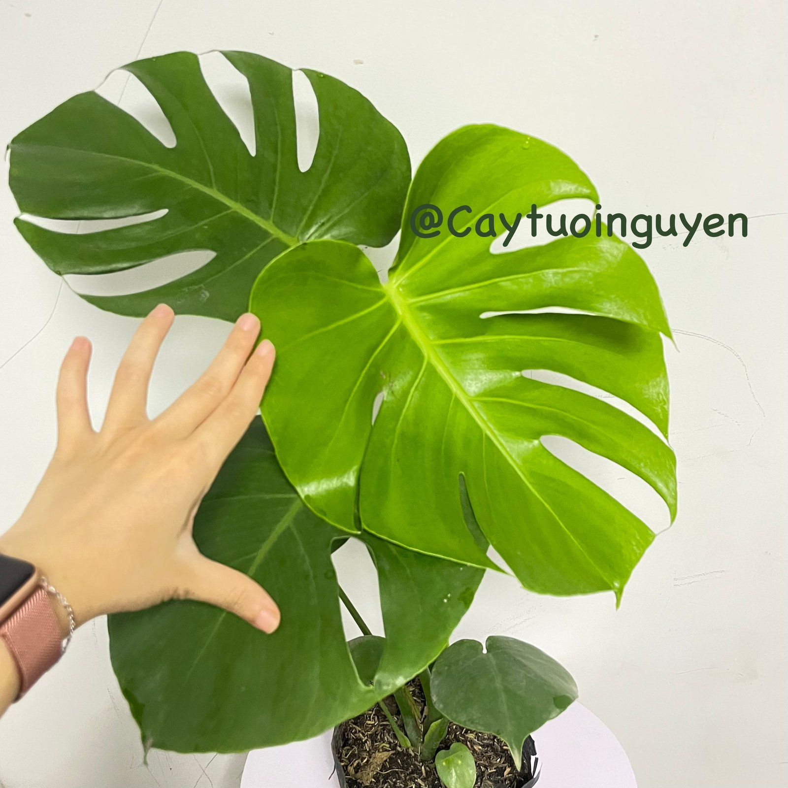 CÂY TRẦU BÀ LÁ XẺ NAM MỸ (MONSTERA) 3 Size,(cao 40-50cm), cây phong thủy hút tài lộc để bàn mini GIÁ RẺ, lọc không khí, Cây Tươi Nguyên CTN0890 3
