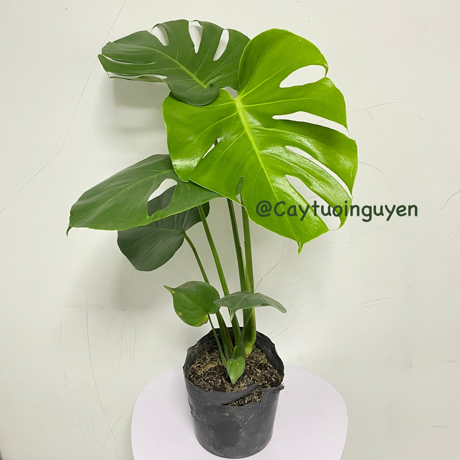 CÂY TRẦU BÀ LÁ XẺ NAM MỸ (MONSTERA) 3 Size,(cao 40-50cm), cây phong thủy hút tài lộc để bàn mini GIÁ RẺ, lọc không khí, Cây Tươi Nguyên CTN0890 2