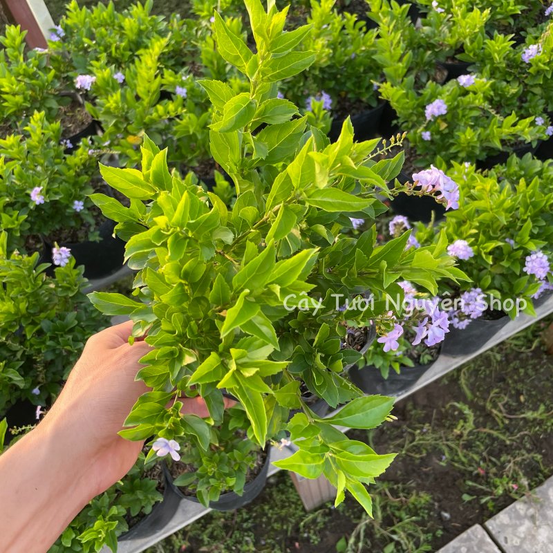 CÂY HOA CHUỖI NGỌC THÁI TÍM ,(cao 20cm), Hoa giống cảnh sân vườn, ban công, dễ trồng GIÁ RẺ, nở quanh năm, Cây Tươi Nguyên CTN1170 2