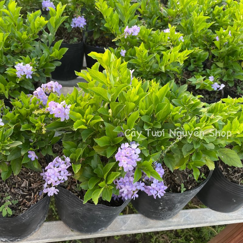 CÂY HOA CHUỖI NGỌC THÁI TÍM ,(cao 20cm), Hoa giống cảnh sân vườn, ban công, dễ trồng GIÁ RẺ, nở quanh năm, Cây Tươi Nguyên CTN1170 3