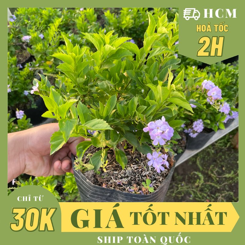 CÂY HOA CHUỖI NGỌC THÁI TÍM ,(cao 20cm), Hoa giống cảnh sân vườn, ban công, dễ trồng GIÁ RẺ, nở quanh năm, Cây Tươi Nguyên CTN1170