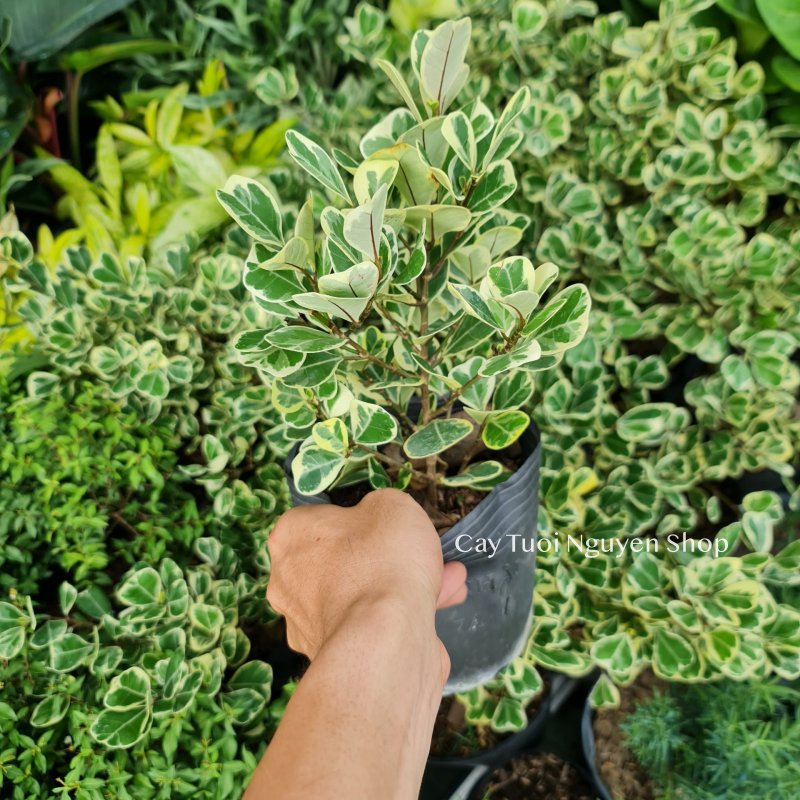 CÂY ĐA TAM PHÚC LÁ TIM ,(cao 30 cm), cây cảnh Trong nhà, kiểng lá mini để bàn Văn phòng đẹp, hợp Phong thuỷ, GIÁ RẺ, lọc không khí, Cây Tươi Nguyên CTN1330 3
