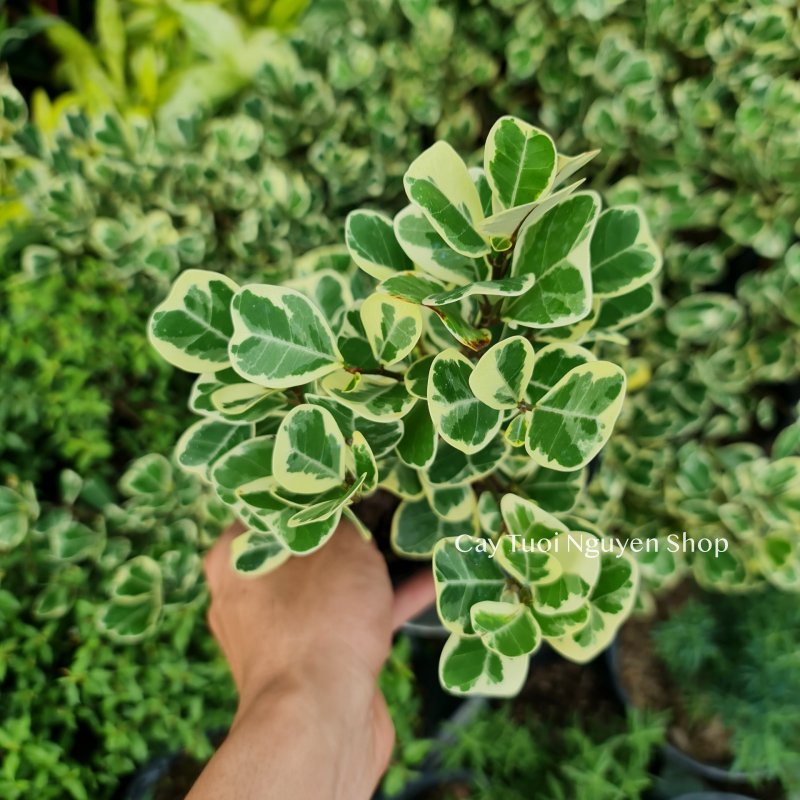 CÂY ĐA TAM PHÚC LÁ TIM ,(cao 30 cm), cây cảnh Trong nhà, kiểng lá mini để bàn Văn phòng đẹp, hợp Phong thuỷ, GIÁ RẺ, lọc không khí, Cây Tươi Nguyên CTN1330 2