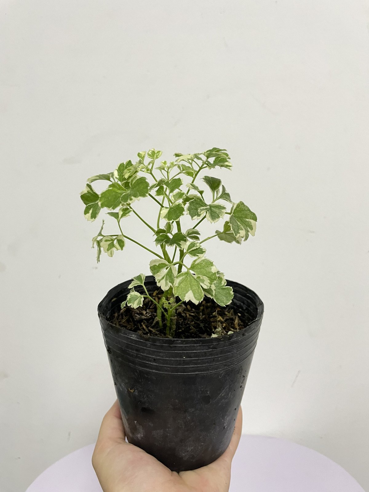 CÂY ĐINH LĂNG CẨM THẠCH, (cao 10cm), cây phong thủy hút tài lộc để bàn mini GIÁ RẺ, lọc không khí, Cây Tươi Nguyên CTN1040 3