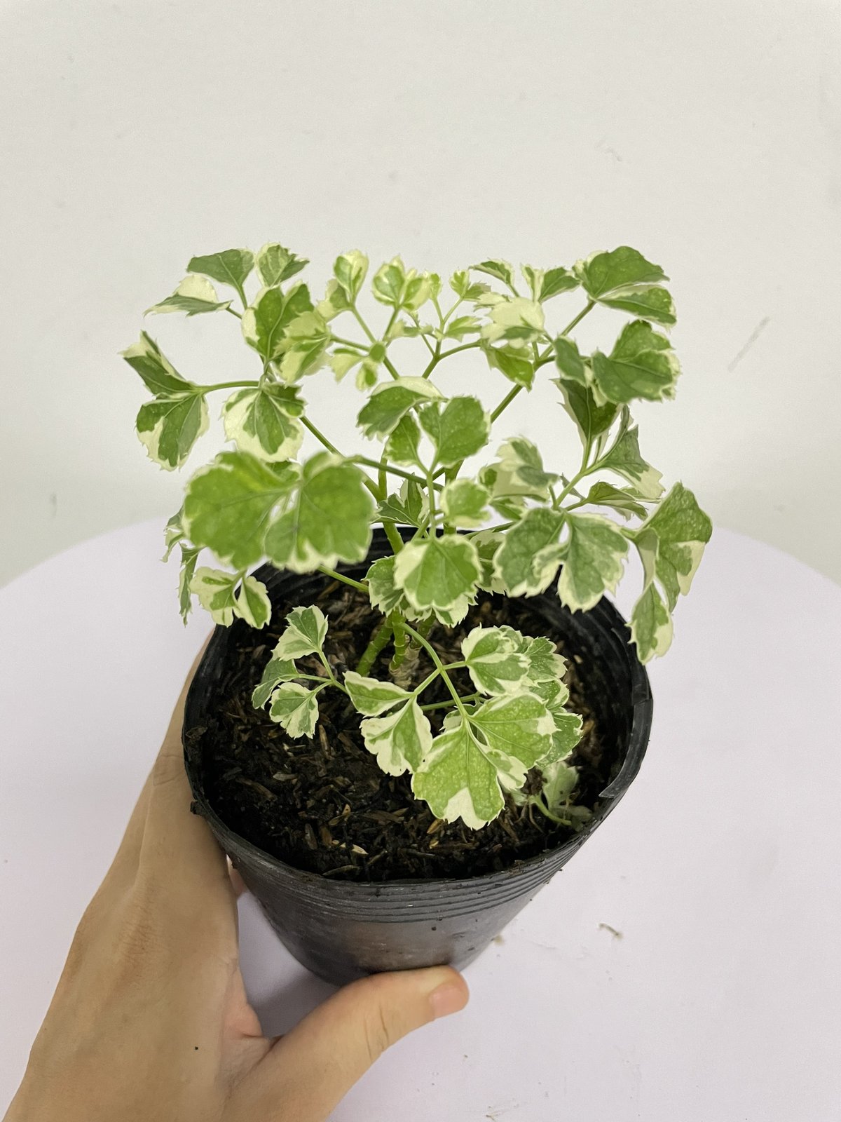 CÂY ĐINH LĂNG CẨM THẠCH, (cao 10cm), cây phong thủy hút tài lộc để bàn mini GIÁ RẺ, lọc không khí, Cây Tươi Nguyên CTN1040 2