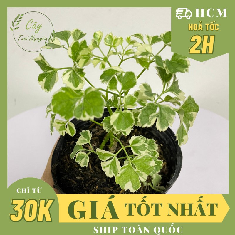 CÂY ĐINH LĂNG CẨM THẠCH, (cao 10cm), cây phong thủy hút tài lộc để bàn mini GIÁ RẺ, lọc không khí, Cây Tươi Nguyên CTN1040