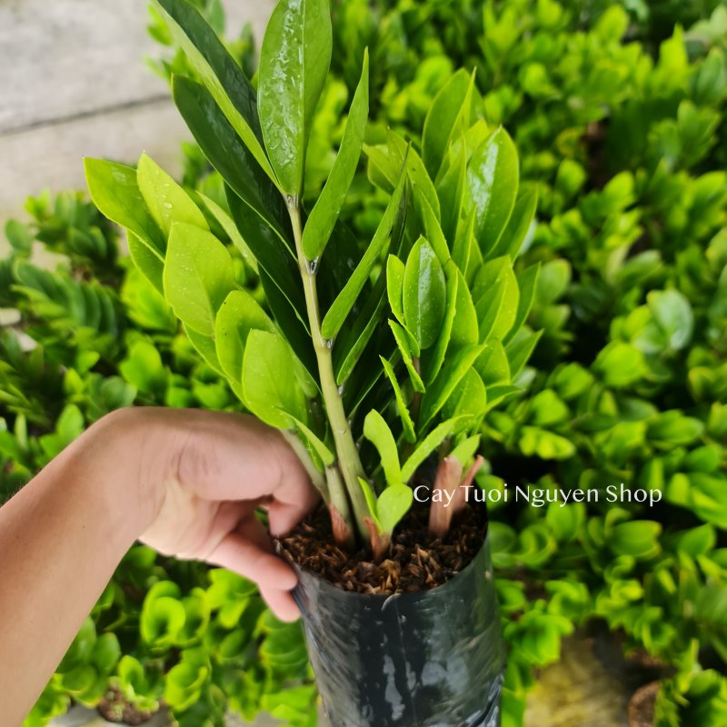 CÂY KIM TIỀN SIZE NHỎ để bàn ,(cao 20-25cm), cây cảnh Trong nhà, kiểng lá mini để bàn Văn phòng, hợp Phong thuỷ, GIÁ RẺ 2
