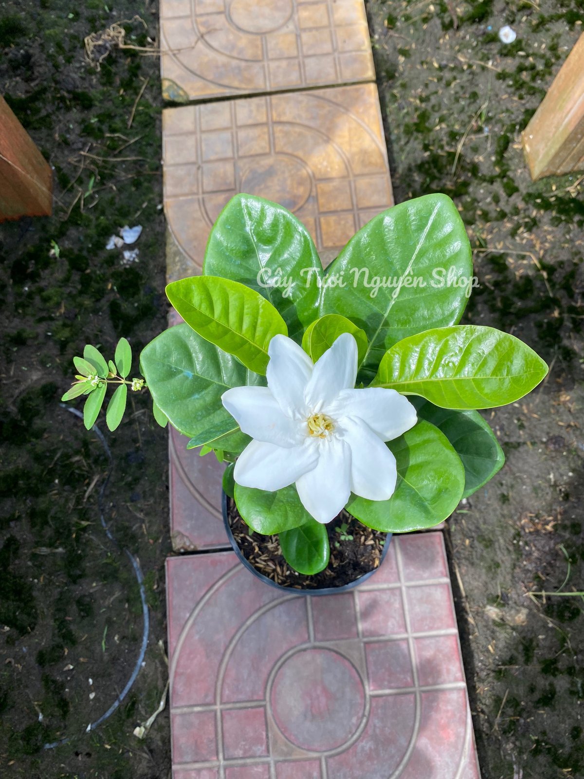 CÂY LÀI THIÊN HƯƠNG GIỐNG MỚI, hoa rất thơm ,(cao 25cm), Hoa giống cảnh sân vườn, ban công, dễ trồng GIÁ RẺ, nở quanh năm, Cây Tươi Nguyên CTN1300 2