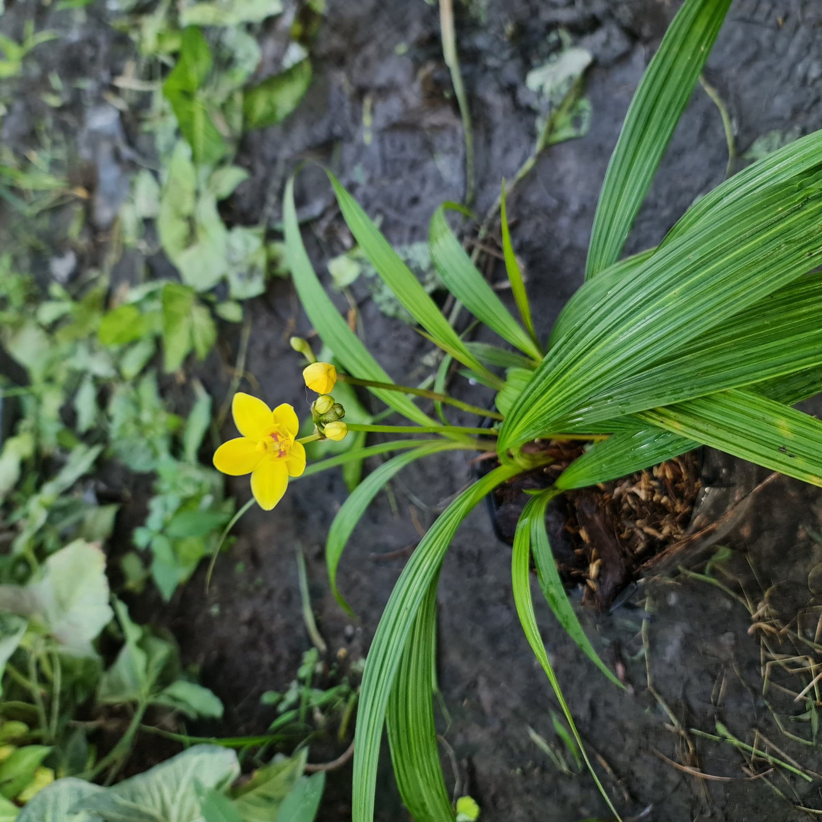 CÂY HOA ĐỊA LAN VÀNG, LAN CHU ĐINH, (cao 15cm), Cây cảnh, dễ trồng GIÁ RẺ, nở quanh năm, Cây Tươi Nguyên CTN1030 2