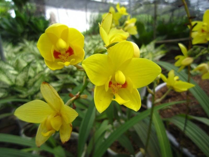 CÂY HOA ĐỊA LAN VÀNG, LAN CHU ĐINH, (cao 15cm), Cây cảnh, dễ trồng GIÁ RẺ, nở quanh năm, Cây Tươi Nguyên CTN1030 3
