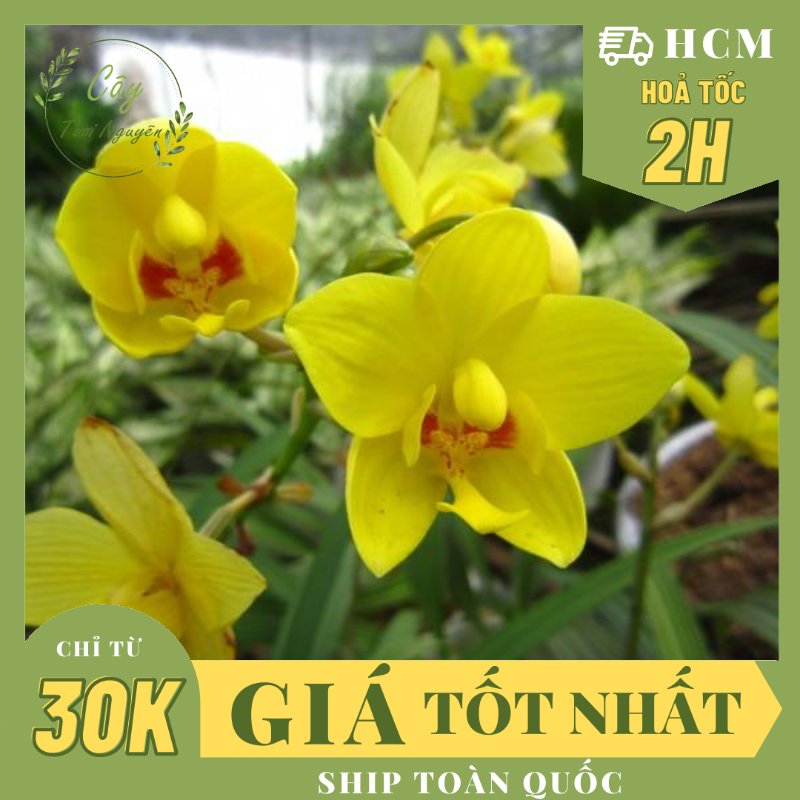 CÂY HOA ĐỊA LAN VÀNG, LAN CHU ĐINH, (cao 15cm), Cây cảnh, dễ trồng GIÁ RẺ, nở quanh năm, Cây Tươi Nguyên CTN1030