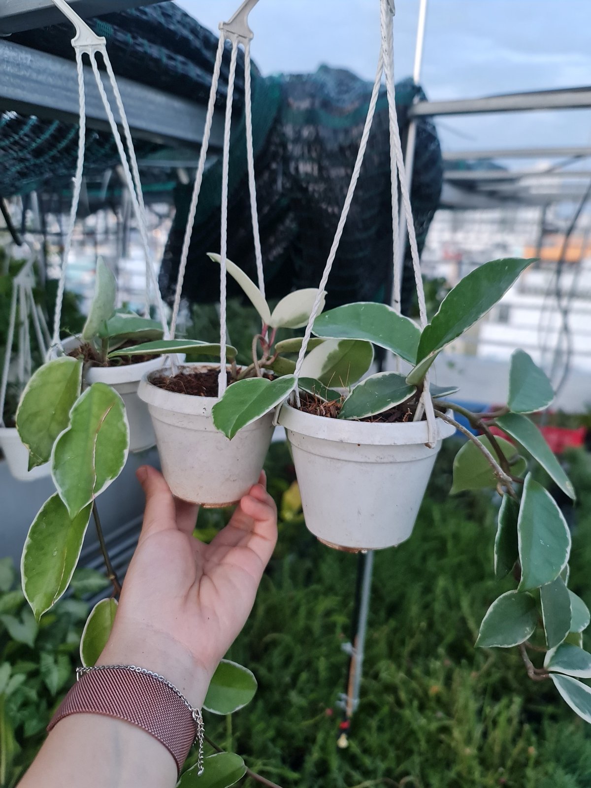 CÂY CẨM CÙ CẨM THẠCH Size Mini, (cao 10cm), cây phong thủy hút tài lộc để bàn mini GIÁ RẺ, lọc không khí, Cây Tươi Nguyên CTN1080 3