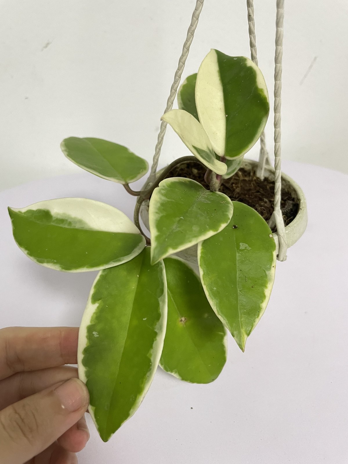 CÂY CẨM CÙ CẨM THẠCH Size Mini, (cao 10cm), cây phong thủy hút tài lộc để bàn mini GIÁ RẺ, lọc không khí, Cây Tươi Nguyên CTN1080 2
