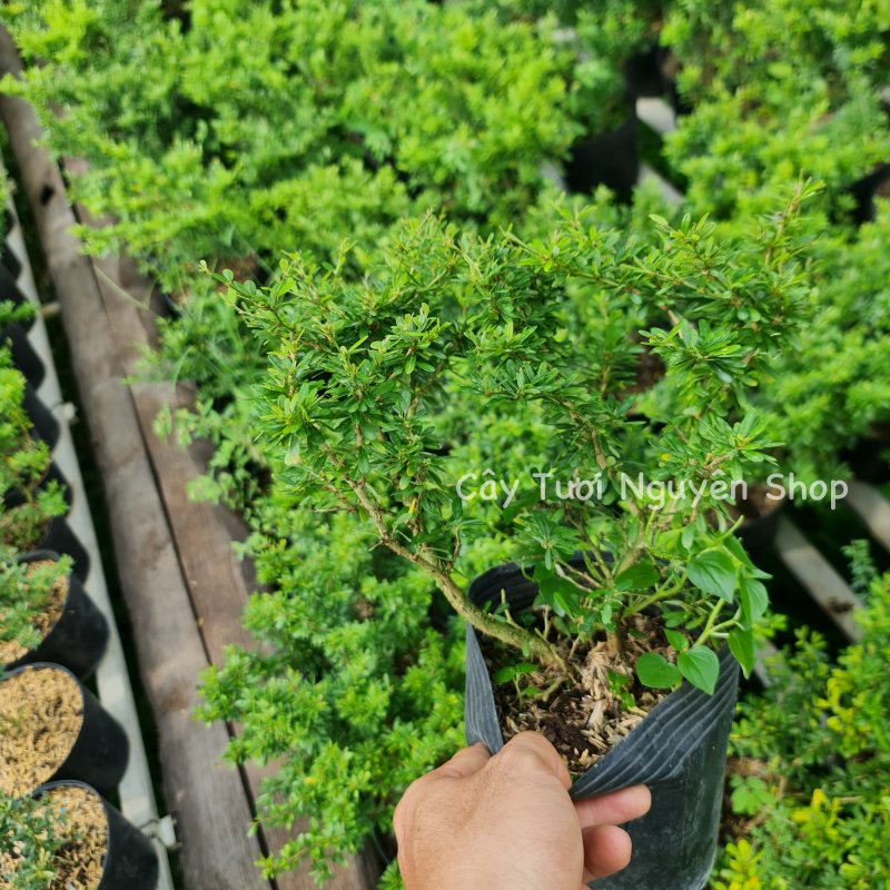 CÂY LINH SAM 86 HOA TÍM NHỎ (1 gốc thô), (cao 20-40cm), cây cảnh trồng sân vườn, làm bonsai tiểu cảnh, dễ trồng GIÁ RẺ, lọc không khí, Cây Tươi Nguyên CTN1270 3