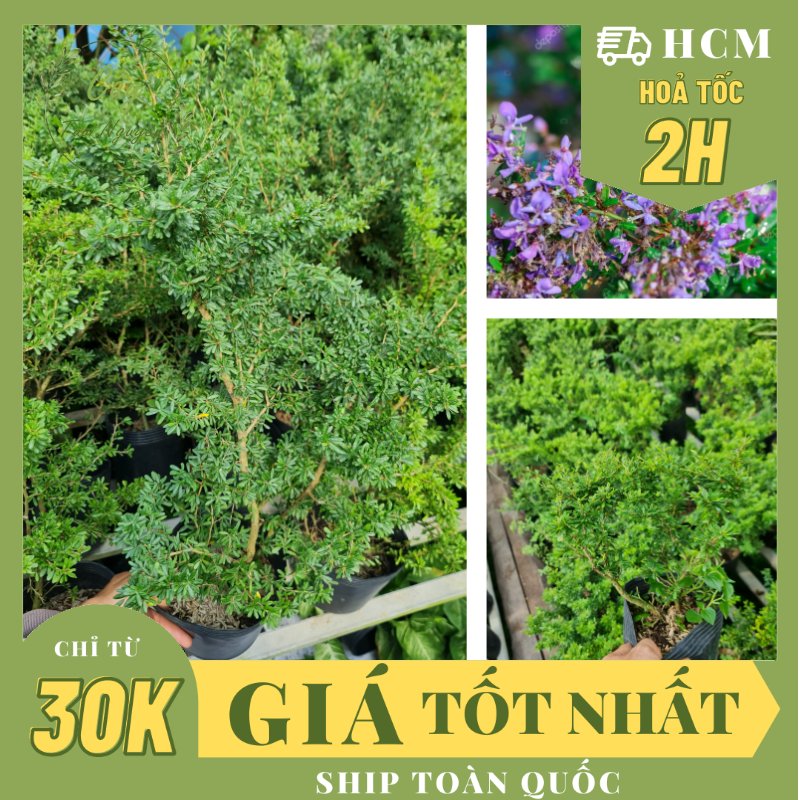 CÂY LINH SAM 86 HOA TÍM NHỎ (1 gốc thô), (cao 20-40cm), cây cảnh trồng sân vườn, làm bonsai tiểu cảnh, dễ trồng GIÁ RẺ, lọc không khí, Cây Tươi Nguyên CTN1270