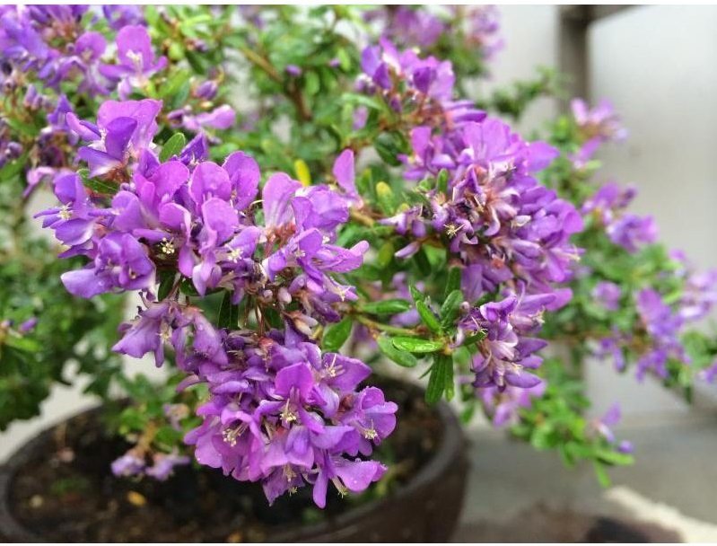 CÂY LINH SAM 86 HOA TÍM NHỎ (1 gốc thô), (cao 20-40cm), cây cảnh trồng sân vườn, làm bonsai tiểu cảnh, dễ trồng GIÁ RẺ, lọc không khí, Cây Tươi Nguyên CTN1270 2