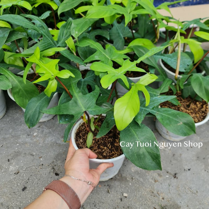 CÂY ÉN XANH Philodendron Florida Green (Trầu bà cánh én), (cao 20-25cm), cây cảnh Trong nhà, kiểng lá Văn phòng đẹp, hợp Phong thuỷ, GIÁ RẺ, lọc không khí, Cây Tươi Nguyên CTN1260 2